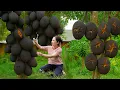 Download Lagu Harves mutant black jackfruit To Sell | Delicious jackfruit cake recipe . Out of stock in minutes