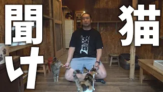 かわいい猫ちゃんを救いたい