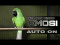 Download Lagu AUTO ON || CUCAK IJO JAMTROK GACOR FULL TEMBAKAN PEMICU EMOSI