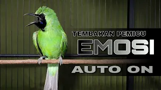 auto on cucak ijo jamtrok gacor full tembakan pemicu emosi