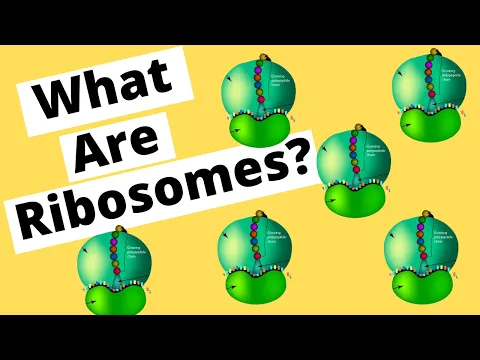 Download MP3 Ribosomes make Protein