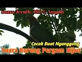 Download Lagu 🔴 Suara Burung Pemikat Pergam Hijau....