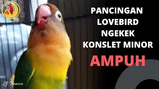 Download PANCINGAN LOVEBIRD NGEKEK KONSLET MINOR AMPUH MP3