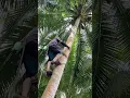 Alat Sederhana Untuk Memanjat Pohon Kelapa