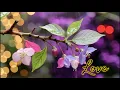 Lagu Romantic Violin \u0026 Piano Melodies ~ Relaxing Piano Music And Rain for Beatiful Moments
