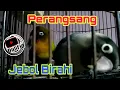 Download Lagu Masteran Menaikan Birahi Lovebird Jantan dan Betina Cocok Untuk Jebol Birahi