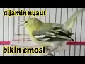 Download Lagu Pikat PANCINGAN CIPOW GACOR MEMANGGIL LAWAN PALING AMPUH BUAT EMOSI PASTI NYAUT 