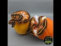 Pied Collection and Pumpkin Ball Pythons For Halloween