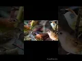 Download Lagu Suara Burung Kaso Kaso kombinasi pladuk semak Ampuh buat Mikat burung yg susah di pikat