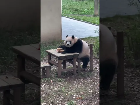 渝愛走回到了以前的院子！全是回憶啊！ 有多少姨姨是從這個院子認識的渝可渝愛。 辰辰🐼🇨🇳 #國寶大熊貓 #渝愛