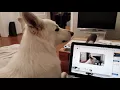 Howlception Alto