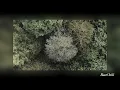 God s Creation - daniel mp3 slowed reverb 1 hour loop rain