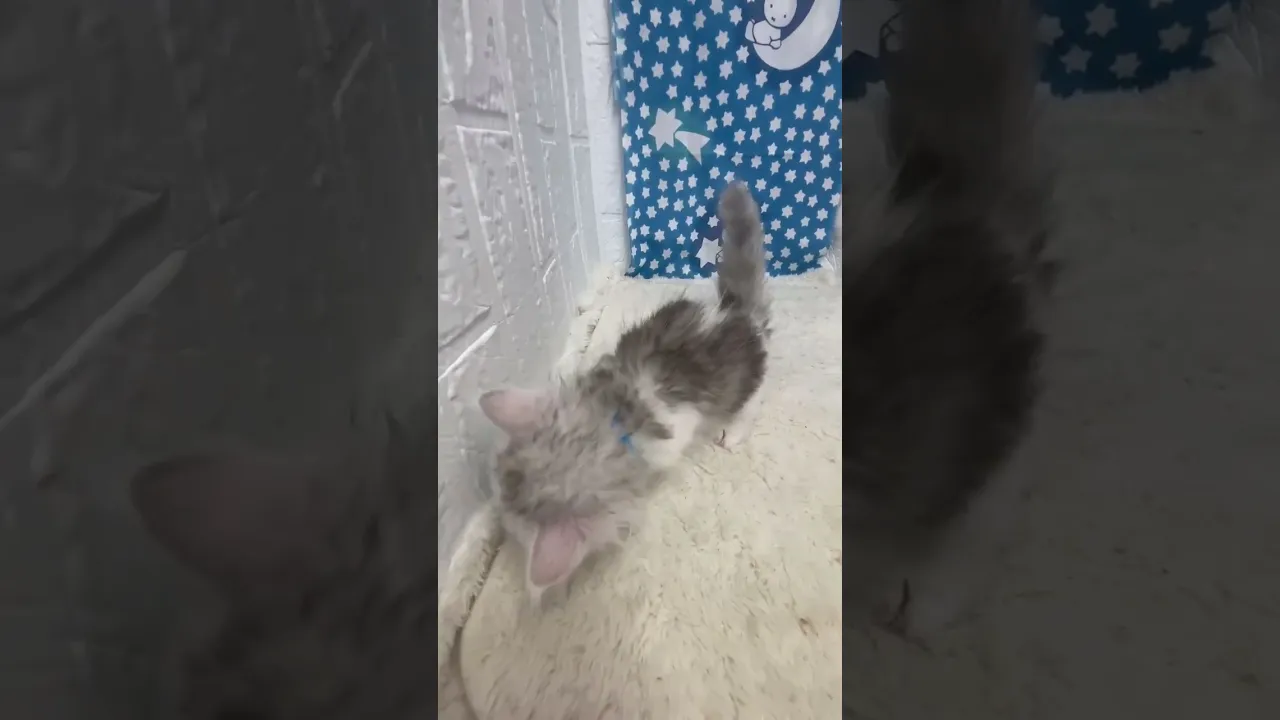 動画