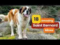 18 Saint Bernard Mixes Gentle Giants You ll Love