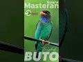 Download Lagu Masteran ampuh Tengkek Buto #wildlife #wildlifeanimals