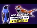 Lagu 6 Jenis burung kicau yang lagi naik daun di tahun 2026