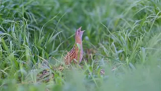 صوت السلو سلوى الفري صوت السلو جديد سلوى2022 صوت سلو مدمج سلوفري2022 Sound Sloooo Sound Bird  صوت السلو سلوى الفري صوت السلو جديد سلوى2022 صوت سلو مدمج سلوفري2022 Sound Sloooo Sound Bird