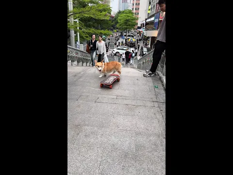 Let’s have a different way to get on a skateboard…a dog skateboarding corgi