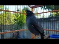 Download Lagu Suara Pancingan Jalak Kebo Jantan Gacor  - Masteran Jalak Kebo Mata Putih Eps 127