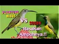 Download Lagu SUARA PIKAT SOGOK ONTONG vs PIJANTUNG RIBUT