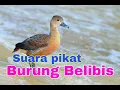 Download Lagu Suara pikat burung Belibis rombongan suara jernih MANTAP
