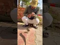 Lagu #wildliferescue #cobra #snake #snakevideo #nagin #viral ​⁠@Panchal_Ji_Snake_Expert  #shorts