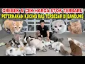 Lagu Grebek \u0026 Cek Harga Peternakan Kucing Ras TERBESAR Di Bandung