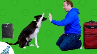 Boarding Your Dog - What You Need To Know