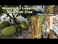 Download Lagu How to Air Layering JackFruit Tree |Any Tips that you didn't know how to grow jackfruit from cutting