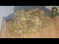 Blu Gotti by backpackboyz 5 points la - Strain Review