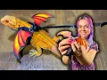 Unboxing DRAGON WING leash for bearded dragons