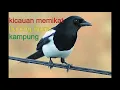 burung murai kampung (pikat pancingan)- kicauan versi HD