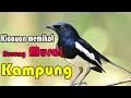Download Lagu burung murai kampung (pikat pancingan)- kicauan versi HD