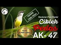 Download Lagu Ciblek Kristal || Masteran Ciblek Kristal Ngebren AK-47 Cocok Untuk Murai Batu