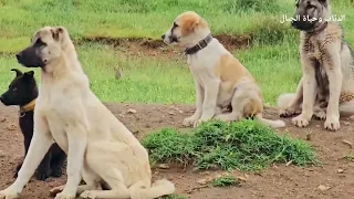 ثلاث ذئاب تطارد حصان وثائقي الذئاب وحياة الجبال 