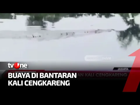 Buaya Sepanjang 2,5 Meter Muncul di Bantaran Kali Cengkareng, Warga Resah