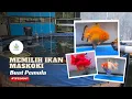 Download Lagu Cara/tips memilih ikan maskoki Oranda Goldfish buat pemula | Goldfish Ranchu,  Oranda,  Ryukin
