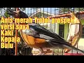 Download Lagu Cara memilih anis merah trotol jantan prospek || ciri ciri anis merah bagus