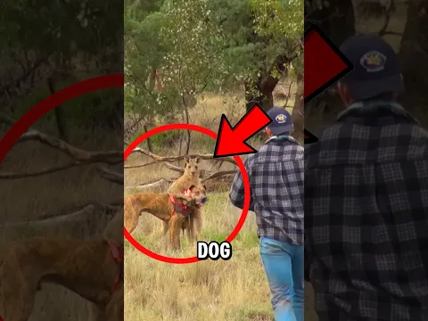 A Kangaroo Grabbed a Dog — Here’s What You Should Do #shorts