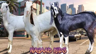 Nayaab Kids Kota Breed At Faizan Goat’s 