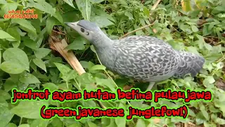 jontrot ayam hutan betina