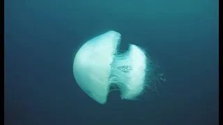 Finding a Jelly fish of the coast of South Africa (Sea Creatures)