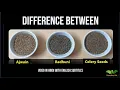 Difference between Ajwain Radhuni and Celery Seeds