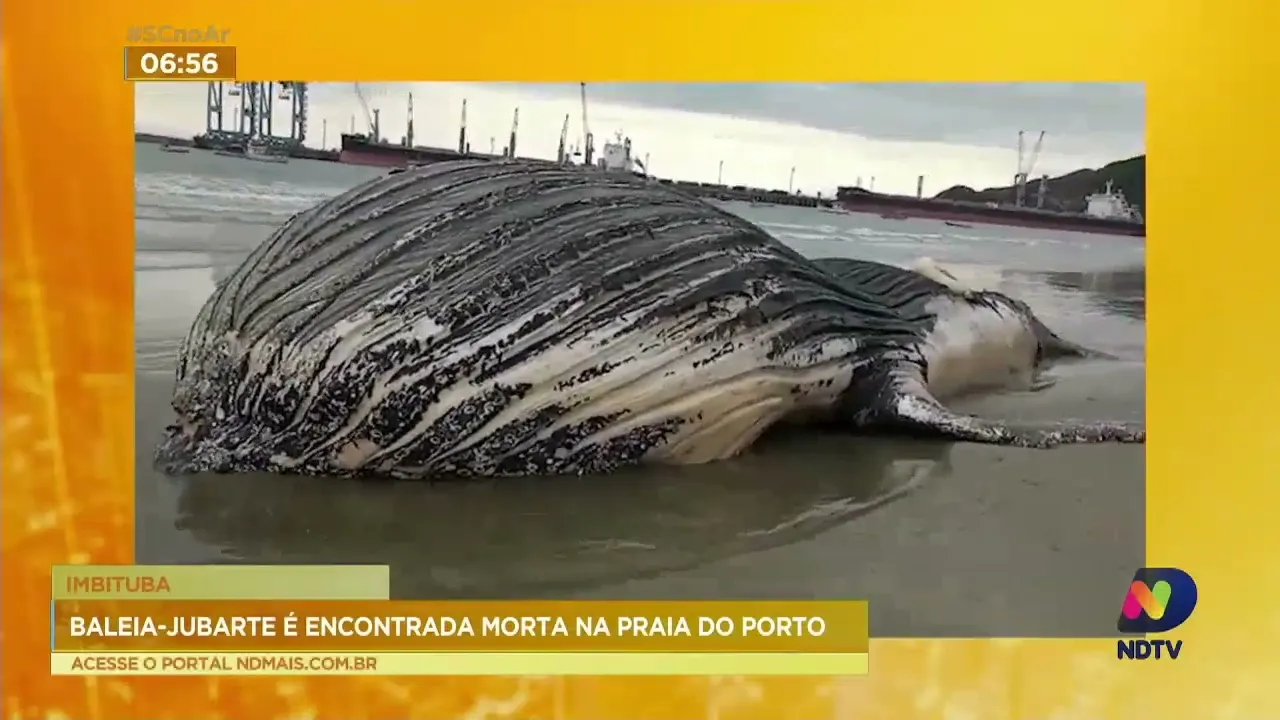 Baleia-Jubarte é encontrada morta na praia do Porto, no sul de SC