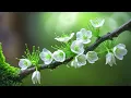 Download Lagu Relaxing Melodies: Music to Ease Stress and Lift the Spirit