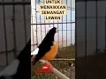 Murai batu kepala putih gacor