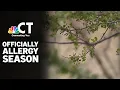Connecticut is approaching peak allergy season NBC Connecticut