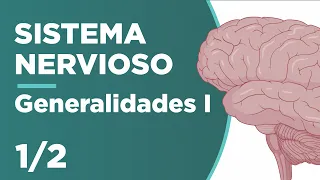 GENERALIDADES del SISTEMA NERVIOSO | Parte 1| Anatomía ¡Fácil y cortito! | Unani 🧠😉