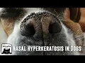 Nasal Hyperkeratosis in Dogs