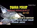Download Lagu 🔴 Suara pikat burung berkik/burcet 1000% sangat ampuh untuk malam hari munggunakan jaring